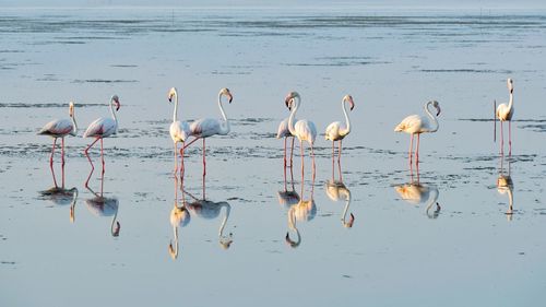 Flock of birds on the sea