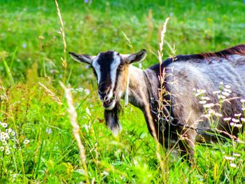 Portrait of a animal on field