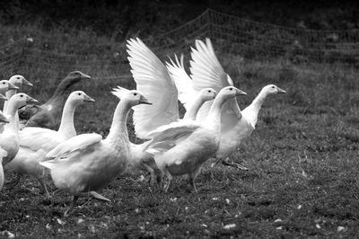 Flock of geese on farm