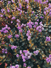 High angle view of purple flowering plants