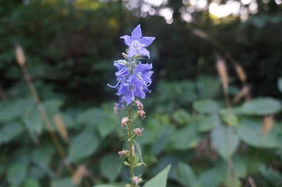 Close-up of purple flowers