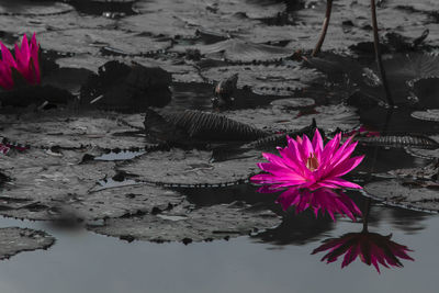 Pink lotus water lily in lake