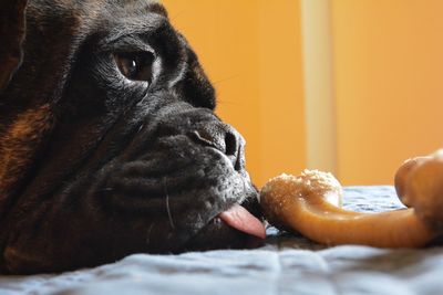 Close-up of dog licking bone