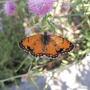 Close-up of butterfly pollinating on flower