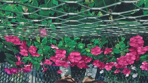 Close-up of pink flowers