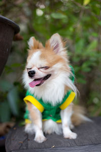 Close-up of small dog outdoors