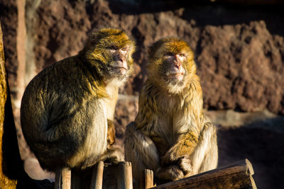 Monkeys sitting in zoo