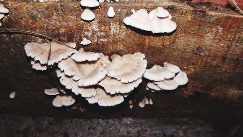 High angle view of mushrooms growing on wood