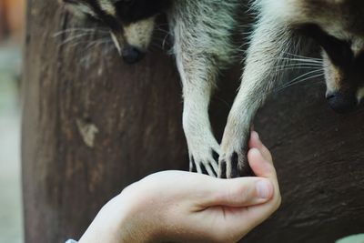 Close-up of hand holding food for racoons