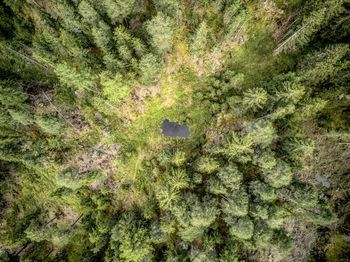 Full frame shot of fresh green forest