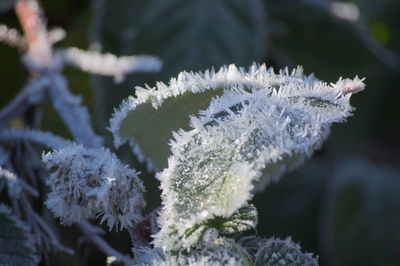 Close-up of snow on plant