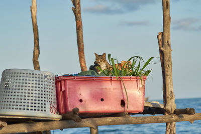 View of a cat against the sky