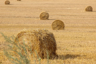 Hay bales on field