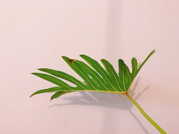 Close-up of plant against wall