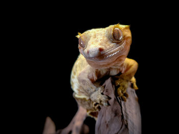 Close-up of lizard against black background