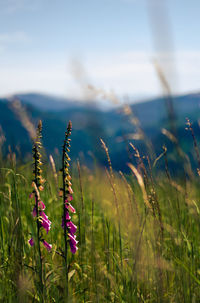 Close-up of stalks in field against sky