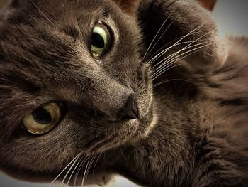 Close-up portrait of a cat