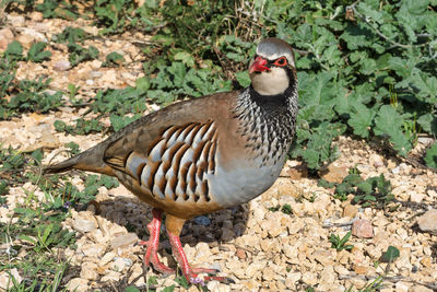 Close-up of bird on field