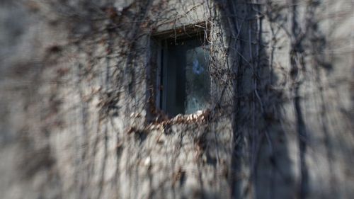 Close-up of window on wall of old building