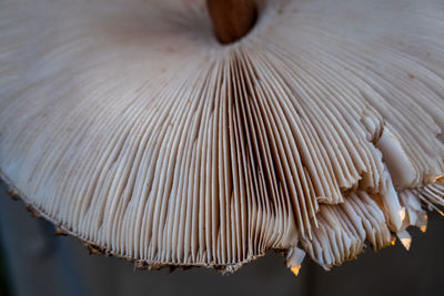 Full frame shot of mushrooms