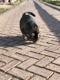 High angle view of cat on footpath