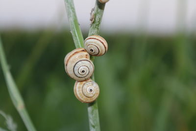 Close-up of snail