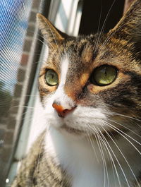 Close-up portrait of cat