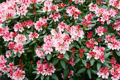 Close-up of red flowers blooming outdoors