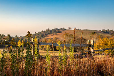 Scenic view of agricultural field against sky