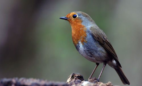 Close-up of robin perching on branch