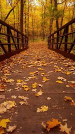 Autumn leaves in a park