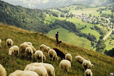 domestic animals