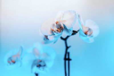 Close-up of beetle on blue flower