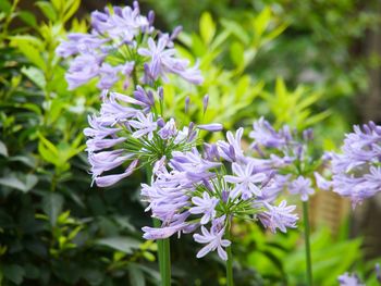 Close-up of purple flowering plant