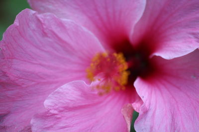 Close-up of pink hibiscus