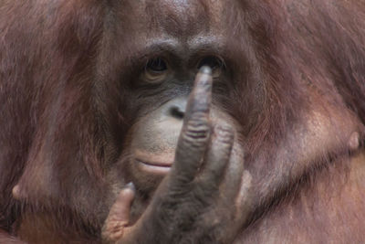 Close-up portrait of orangutan gesturing