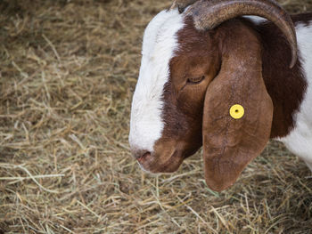 Close-up of a horse on field