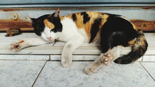 Cat sleeping on tiled floor