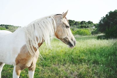 Horse standing in field