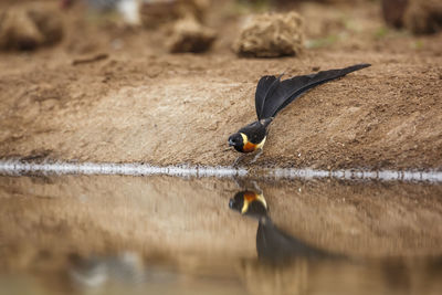 High angle view of birds on lake