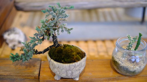 Close-up of potted plant on table