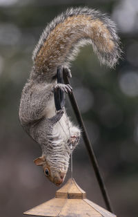 A squirrel dangles upside down on a bird feeder