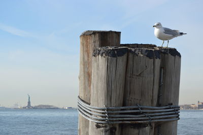 Seagull perching on wooden post in sea against sky