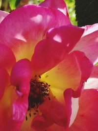 Close-up of pink rose