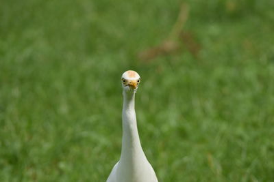 Close-up of a bird against blurred background