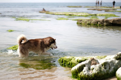 View of dog on beach