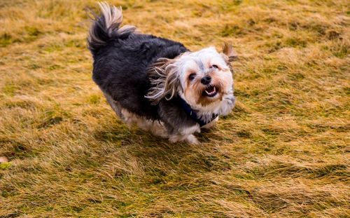 Portrait of dog on grass