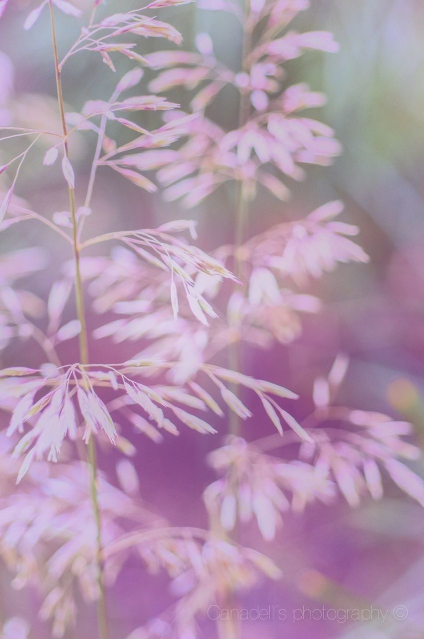 flower, pink color, freshness, growth, beauty in nature, close-up, fragility, nature, petal, focus on foreground, plant, blooming, selective focus, pink, outdoors, day, no people, low angle view, branch, in bloom