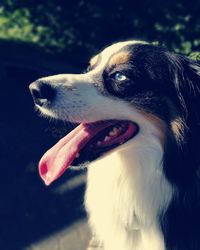 Close-up of a dog looking away