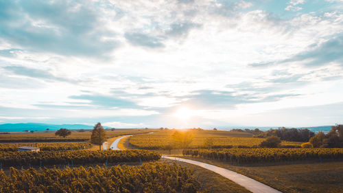 Scenic view of agricultural field against sky